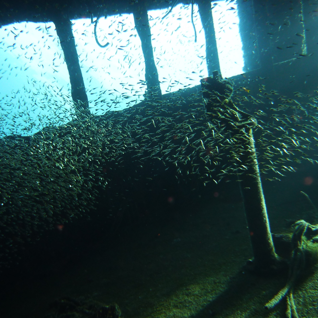 Wreck Dive — Buceo en Barco Hundido (2 Tanques) - Image 7