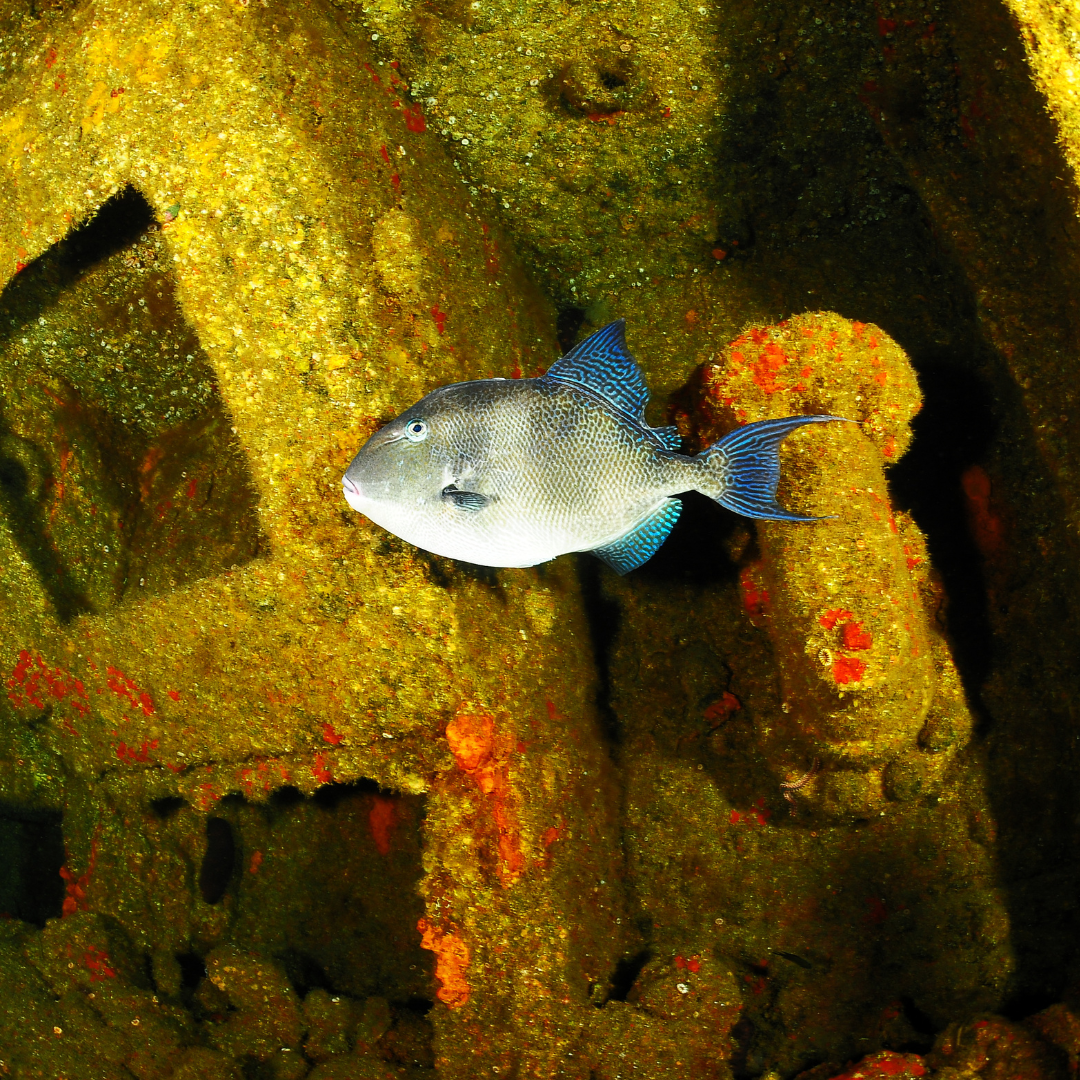 Wreck Dive — Buceo en Barco Hundido (2 Tanques) - Image 8