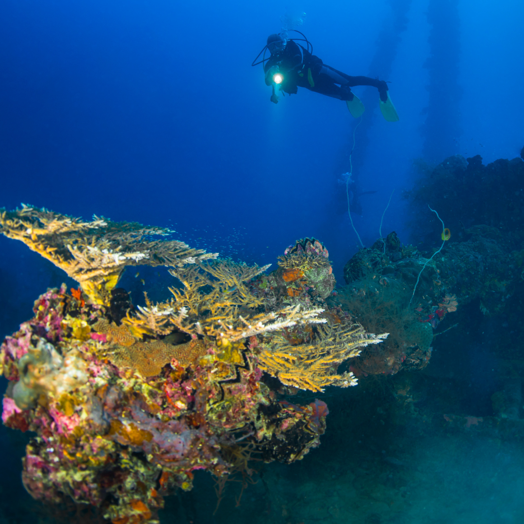 Wreck Dive — Buceo en Barco Hundido (2 Tanques) - Image 9