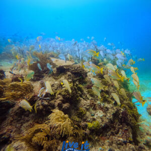 Fotos de Tu Snorkel — Recuerdo Submarino Profesional