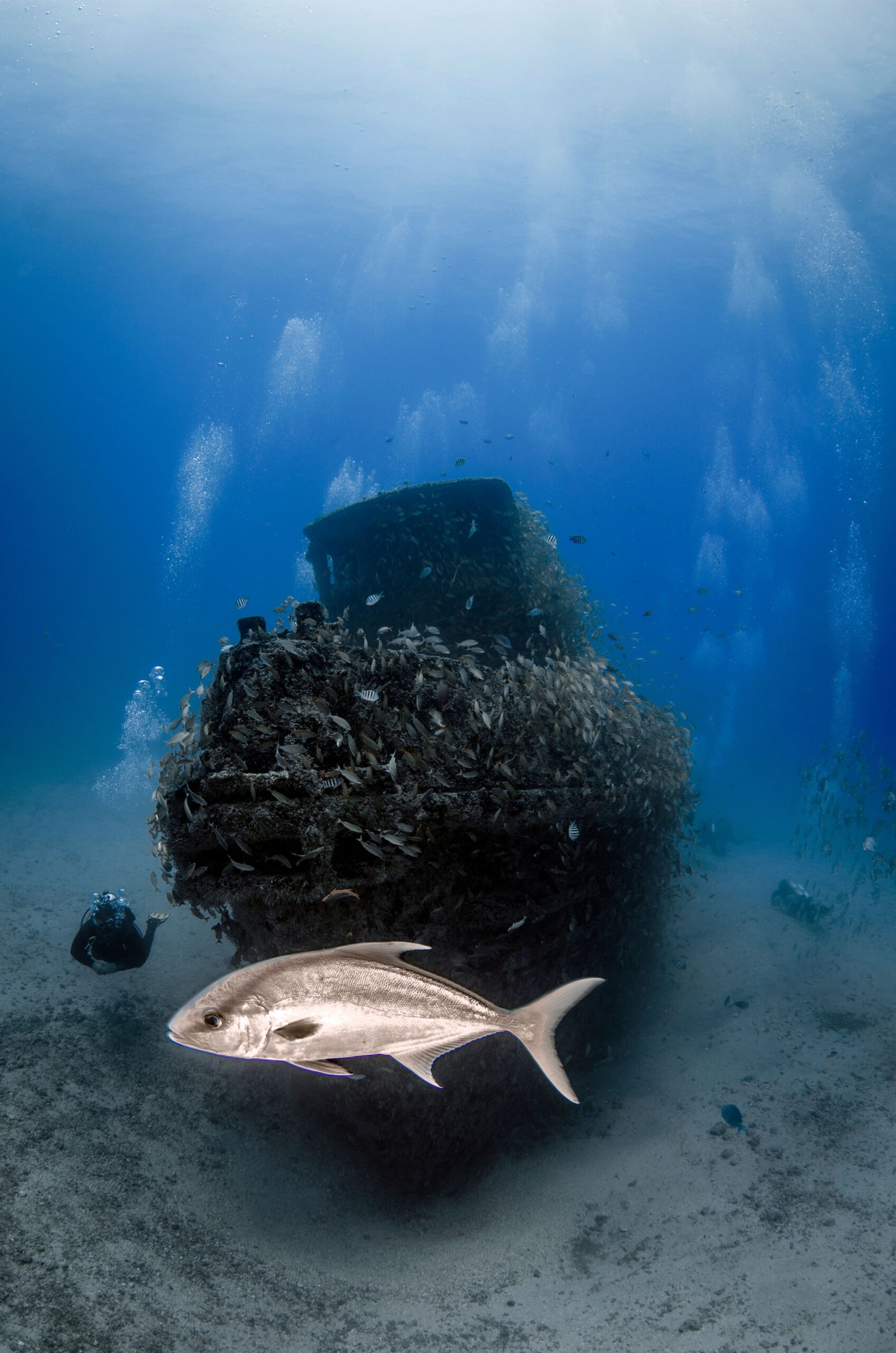 Wreck Dive — Buceo en Barco Hundido (2 Tanques) - Image 12