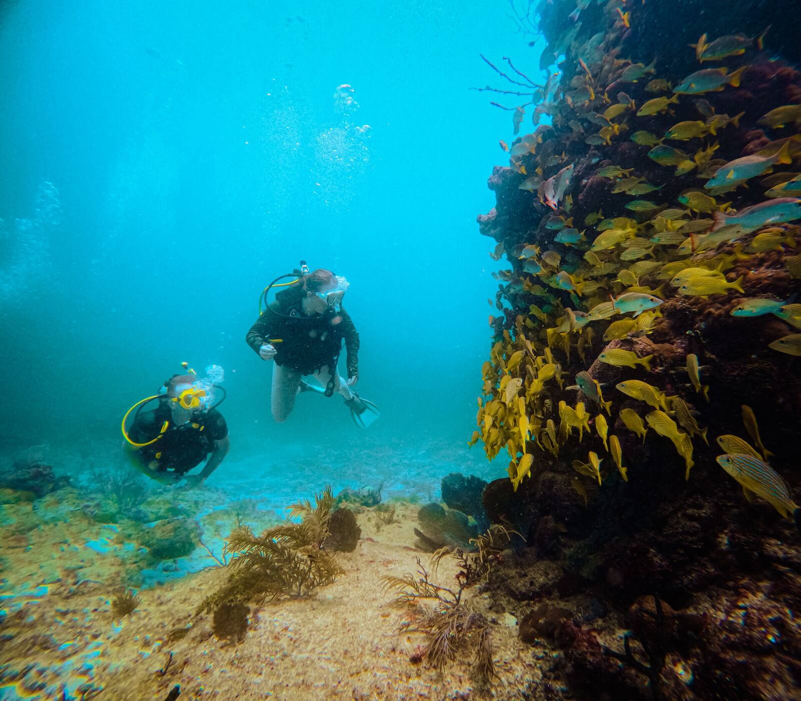 Buzo acompañado por un cardumen de peces amarillos en el arrecife de la Riviera Maya